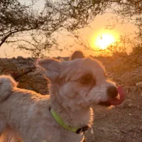 واگذاری|سگ|بهبهان, |دیوار