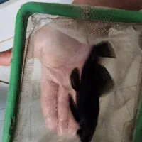 کت پوزه بوته ایی پلکو l59