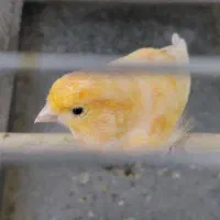 قناری نر