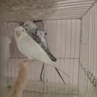 پرنده مرغ عشق