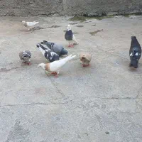 سلام چند عدد کبوتر سالم برا فروش