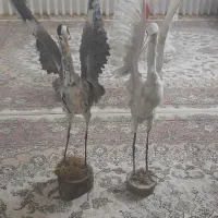 قاره خشک شده