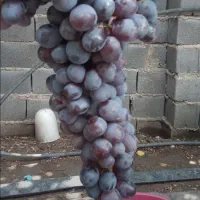 انگورشرابی