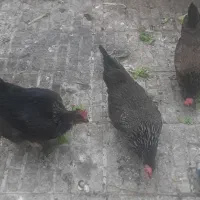 مرغ رسمی جوان تخم کن|حیوانات مزرعه|قم, ناصردیوان|دیوار