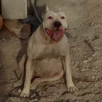 سگ امریکن بولی