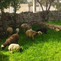 تعداد 10راس میش 10راس بره به فروش میرسد