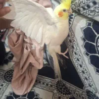 عروس لوتینو بالغ و کشیده