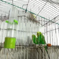 مرغ عشق ۲عدد