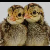 جوجه بلدرچین  ۳۰ روز  تخم گزار وگوشتی