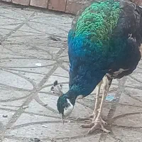 طاووس نر
