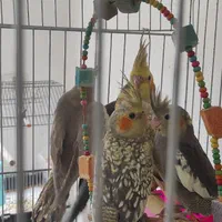 پرورش عروس هلندی|پرنده|همدان, |دیوار