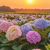 گل برای مراسم‌های شما، از اقتصادی تا لاکچری