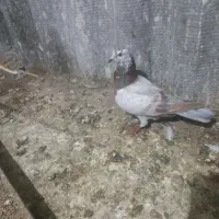 فروشی|پرنده|بندر ترکمن, |دیوار