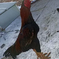 خروس