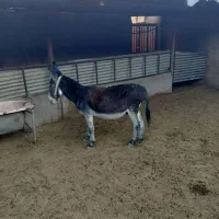 فروش یک الاغ بخته