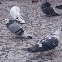 کبوتر|پرنده|اردبیل, |دیوار