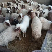 بره نر و ماده|حیوانات مزرعه|ماهیدشت, |دیوار