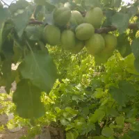باغ-فروشی