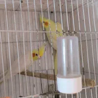 عروس هلندی لوتینو