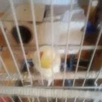 معاوضه۶ عروس هلندی و جفت مرغ عشق باگرینچینگیاملنگو