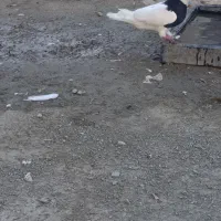 اگهی بخون|پرنده|کهنوج, |دیوار