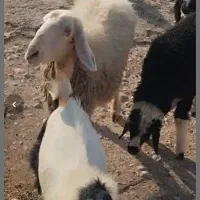 معاوضه یافروش