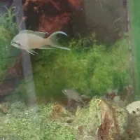 ماهی بریچاردی مولد