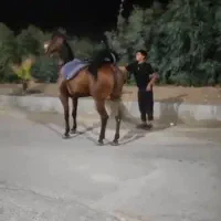 مادیان عرب یکسر زیبایی کره ترابادور ۵سال