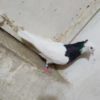 حیوان|حیوانات|نیشابور, بنیاد شهید|دیوار