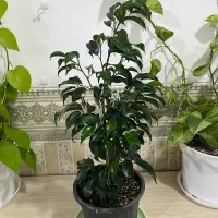 فروش تعدادی گل و کاکتوس