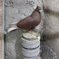 کبوتر طوقی|پرنده|بروجرد, |دیوار