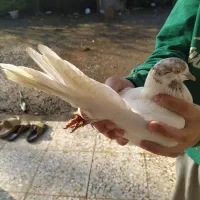 کبوتر پرشی|حیوانات|کوچصفهان, |دیوار