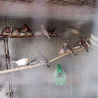 فنچ|پرنده|ارزوئیه, |دیوار