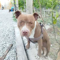 واگذاری سگ پیتبول نر