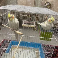 عروس هلندی