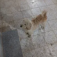 سگ شیتزو قیمت مناسب|سگ|گرمسار, |دیوار