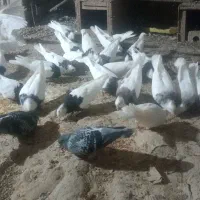 سلام چند طوقی خوب الی