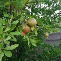 باغ-شهری-گلدشت-سیخ
