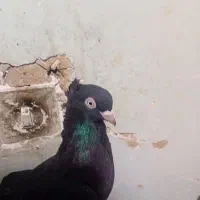 ابادانی تو حیاط بازی دارن|پرنده|فارسان, |دیوار