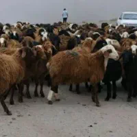 پرواری یا کوهستانی بره قربانی
