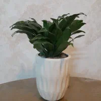 گل کامپکت همراه گلدان