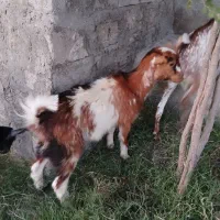 کیسه کوچک