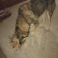 به فروش می‌رسد