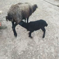 میش بره دار