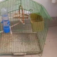 مرغ عشق ماده بالغ|پرنده|کرمان, |دیوار