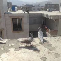 چهار عدد کفتر
