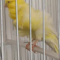 قناری فر بلند|پرنده|اسلام‌شهر, شهرک واوان|دیوار