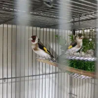 سهره نروماده کار داده جوجه سرلاکی