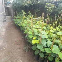 فروش نهال کیوی|خدمات باغبانی و درختکاری|کلاچای, |دیوار