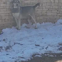 سگ ماده